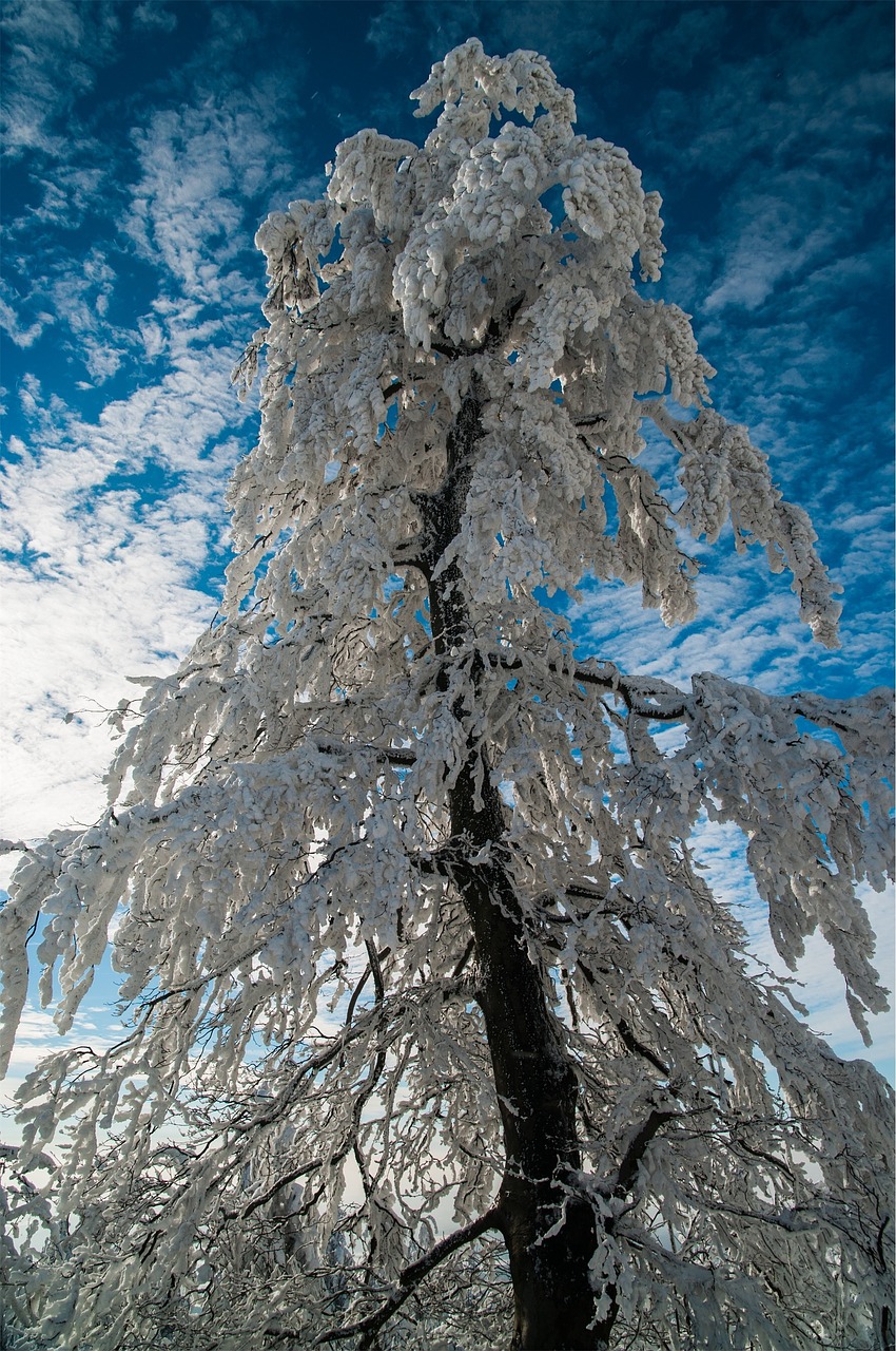 tree snow frost free photo