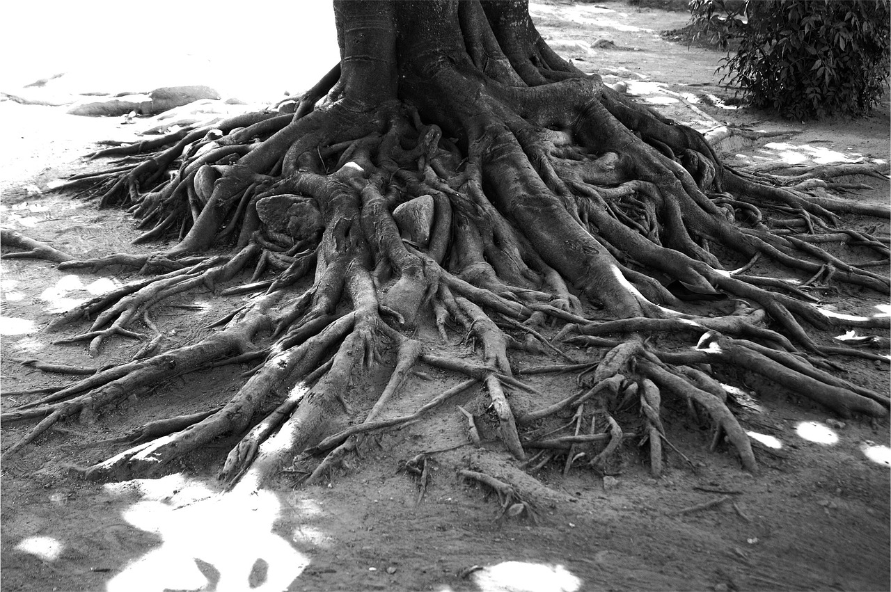 tree roots black and white free photo
