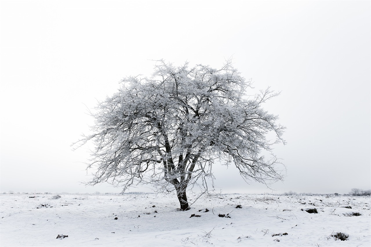 tree winter snow free photo