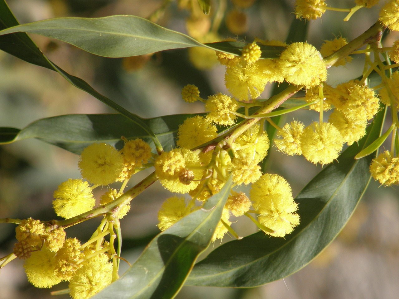 tree flowers plant free photo