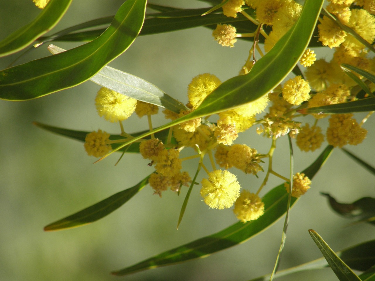 tree flowers flora free photo