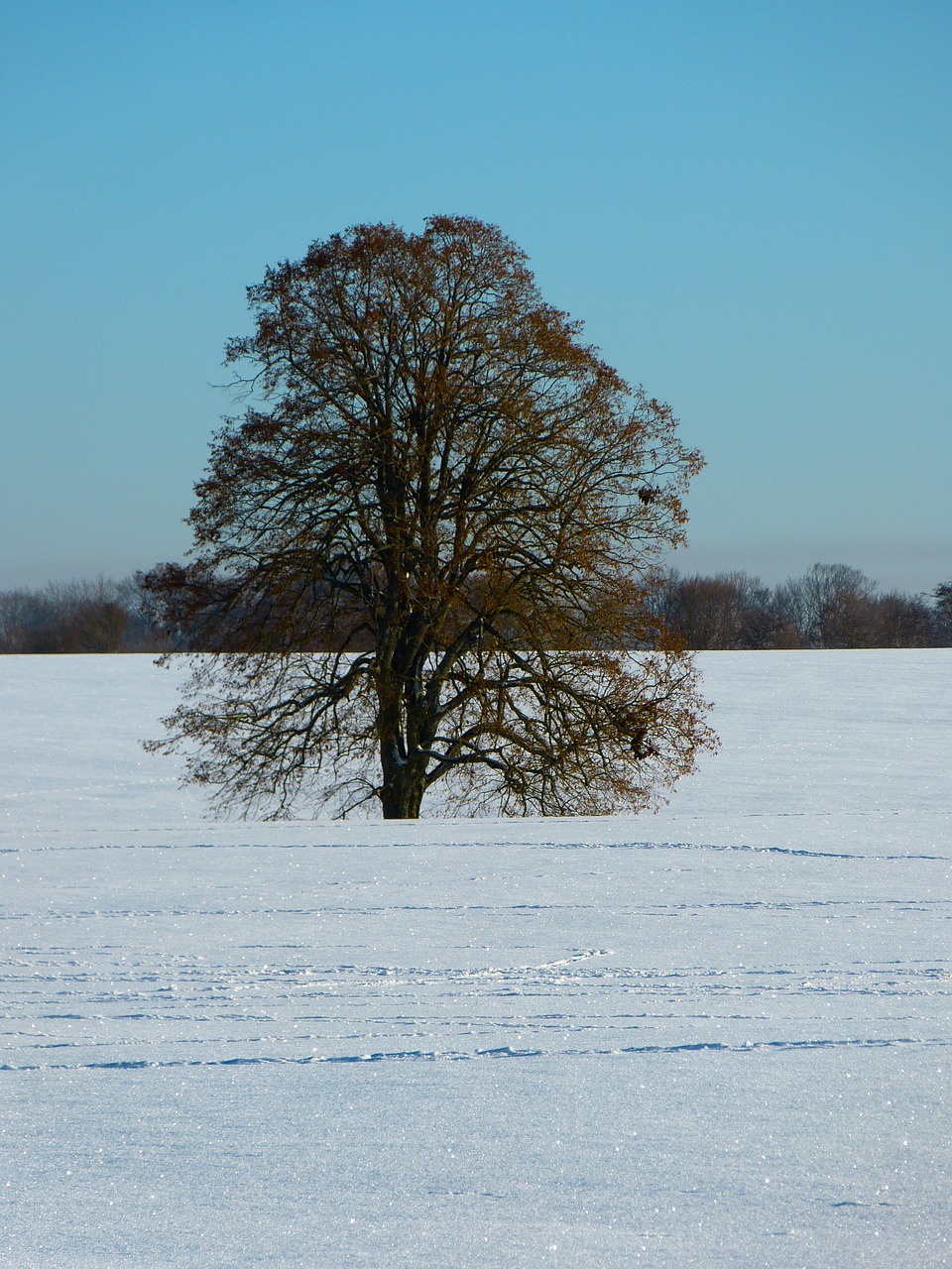 tree linde winter free photo