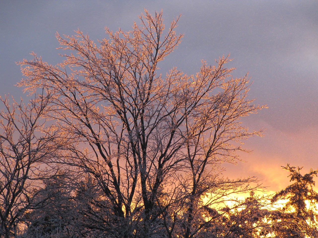 tree ice sunset free photo