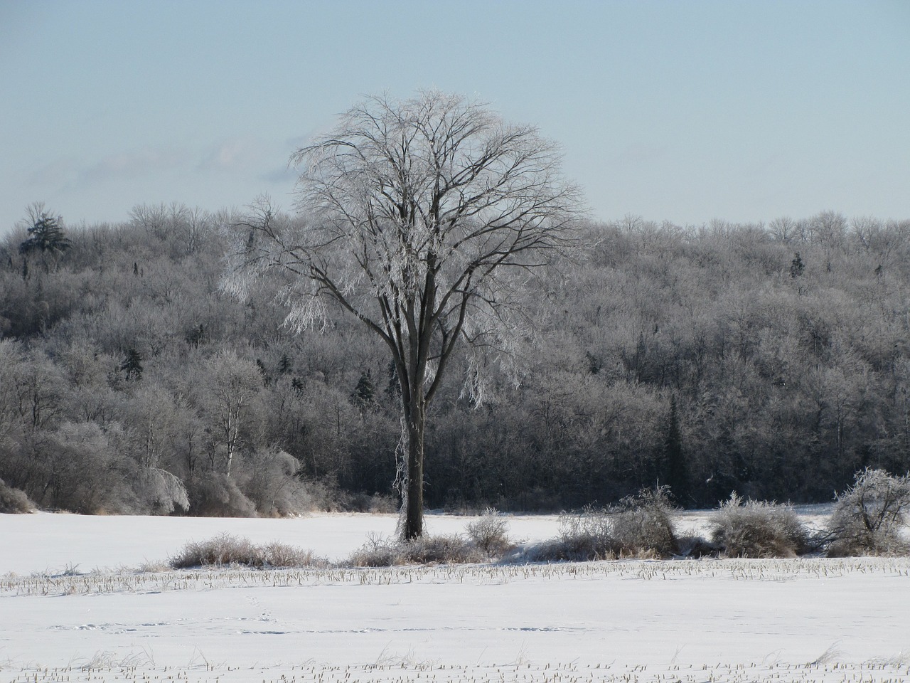 tree elm snow free photo