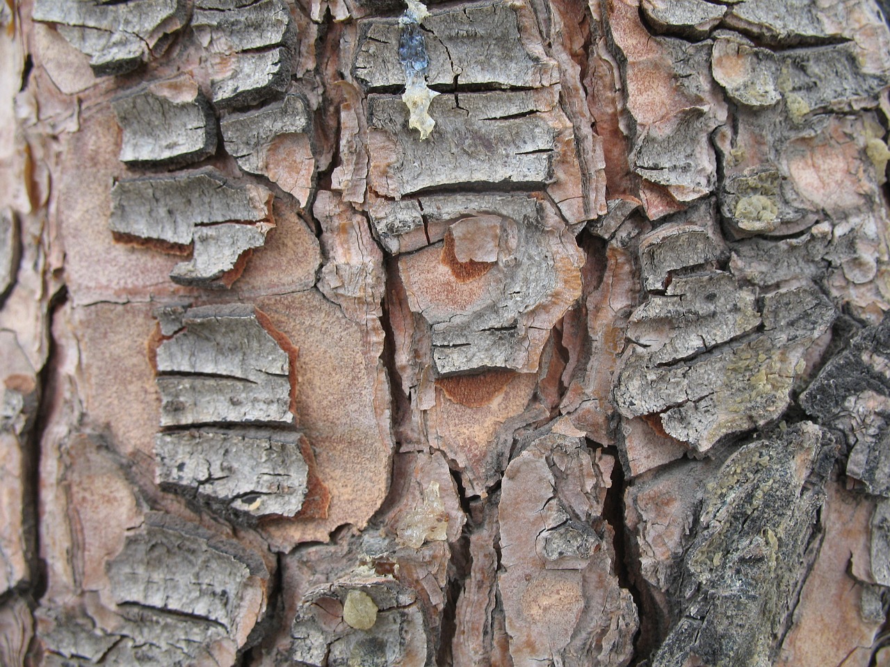 tree nature zoom free photo