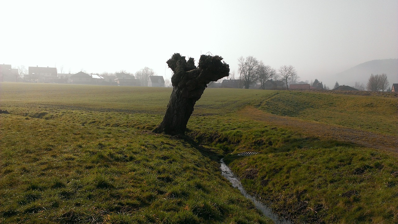 tree pasture meadow free photo