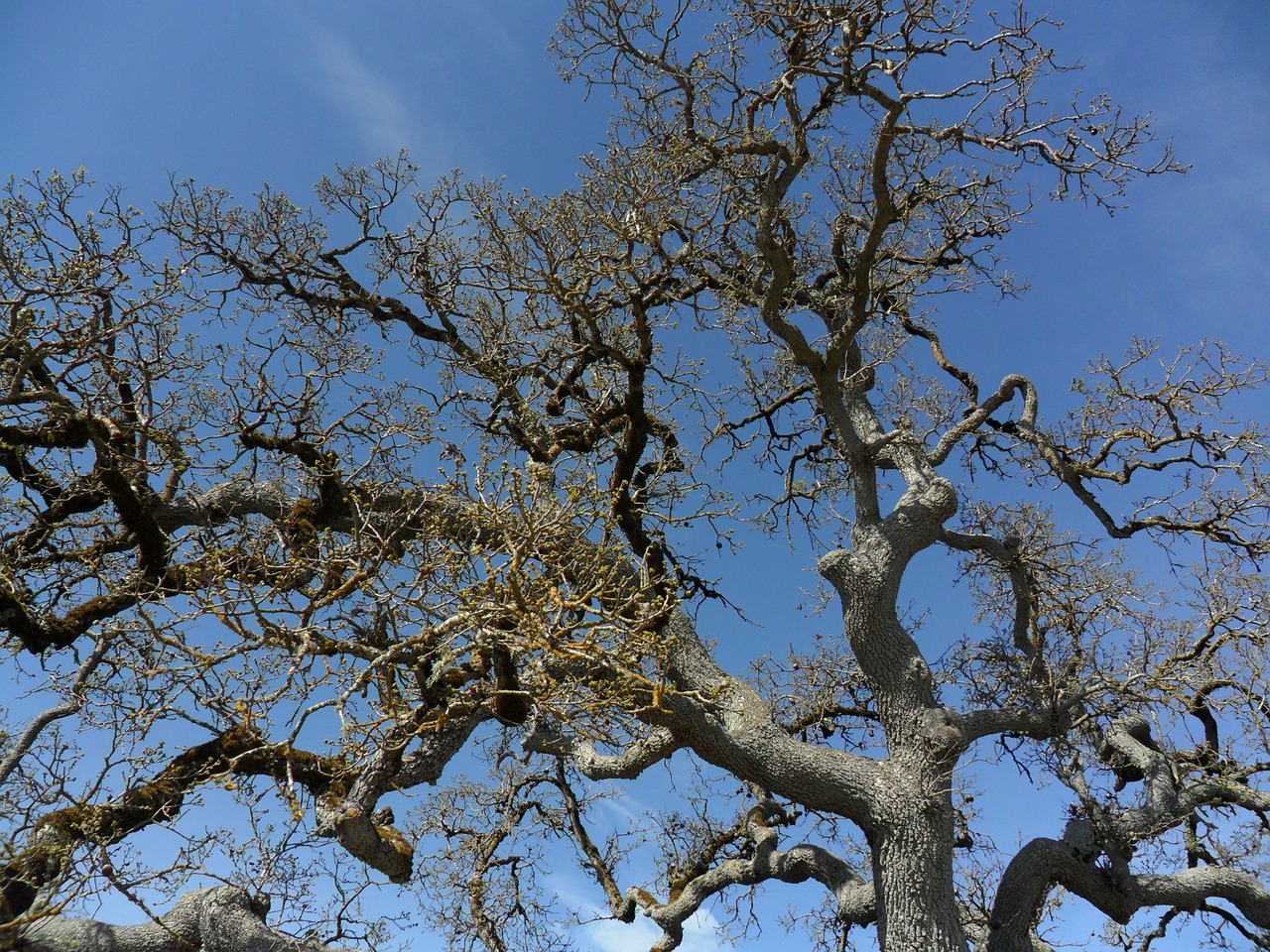 tree gnarled branches free photo