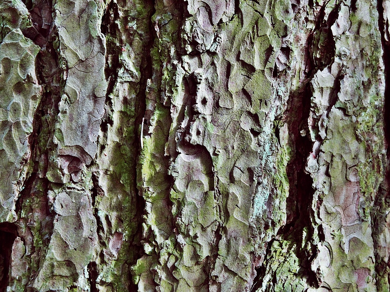 tree bark log free photo