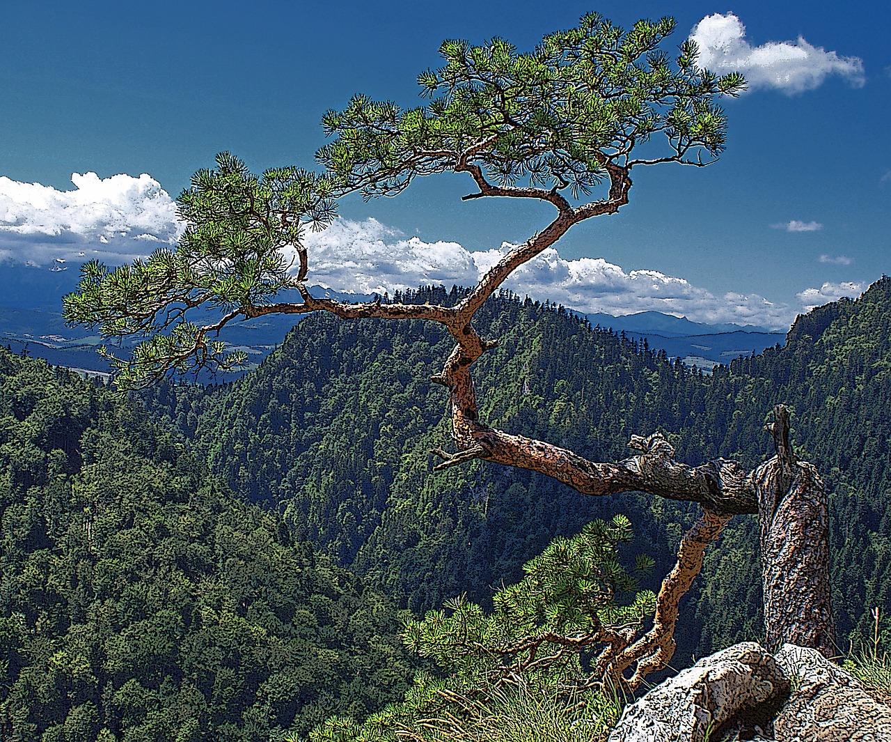 tree nature stock photo of the tree free photo