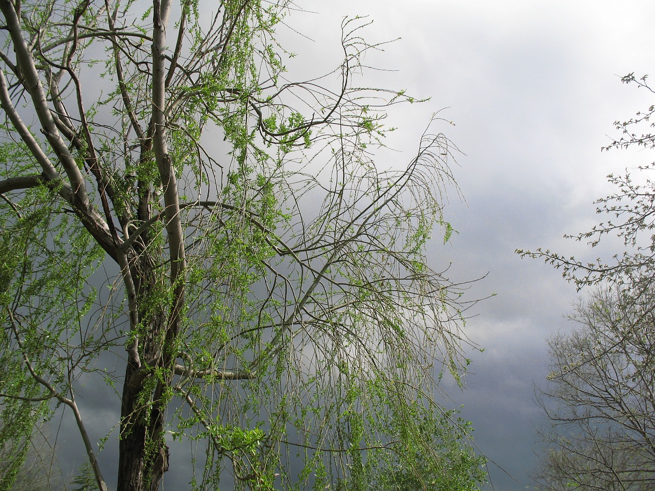 tree park sky free photo