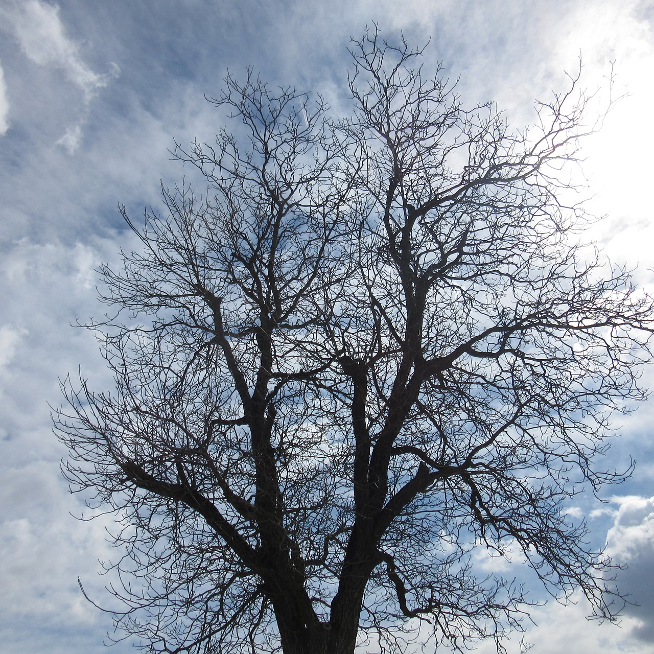 tree kahl silhouette free photo