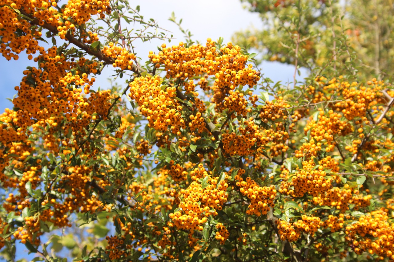 tree flowers blooming free photo