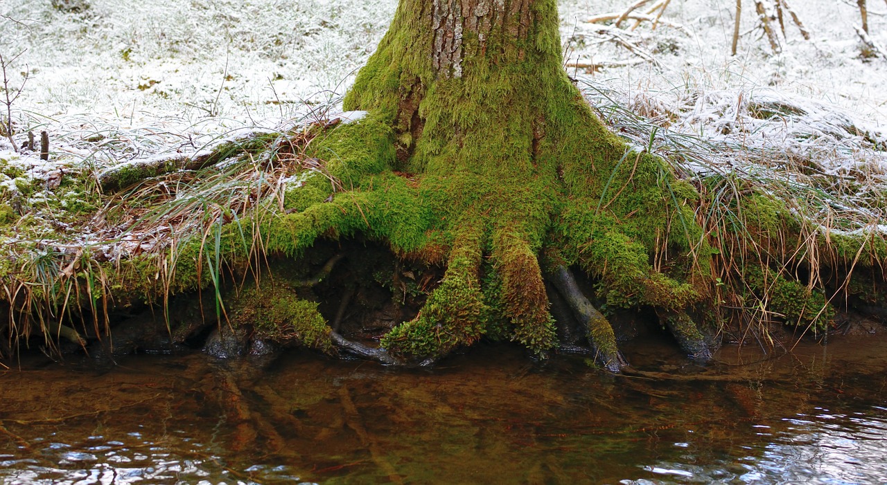 tree root water free photo