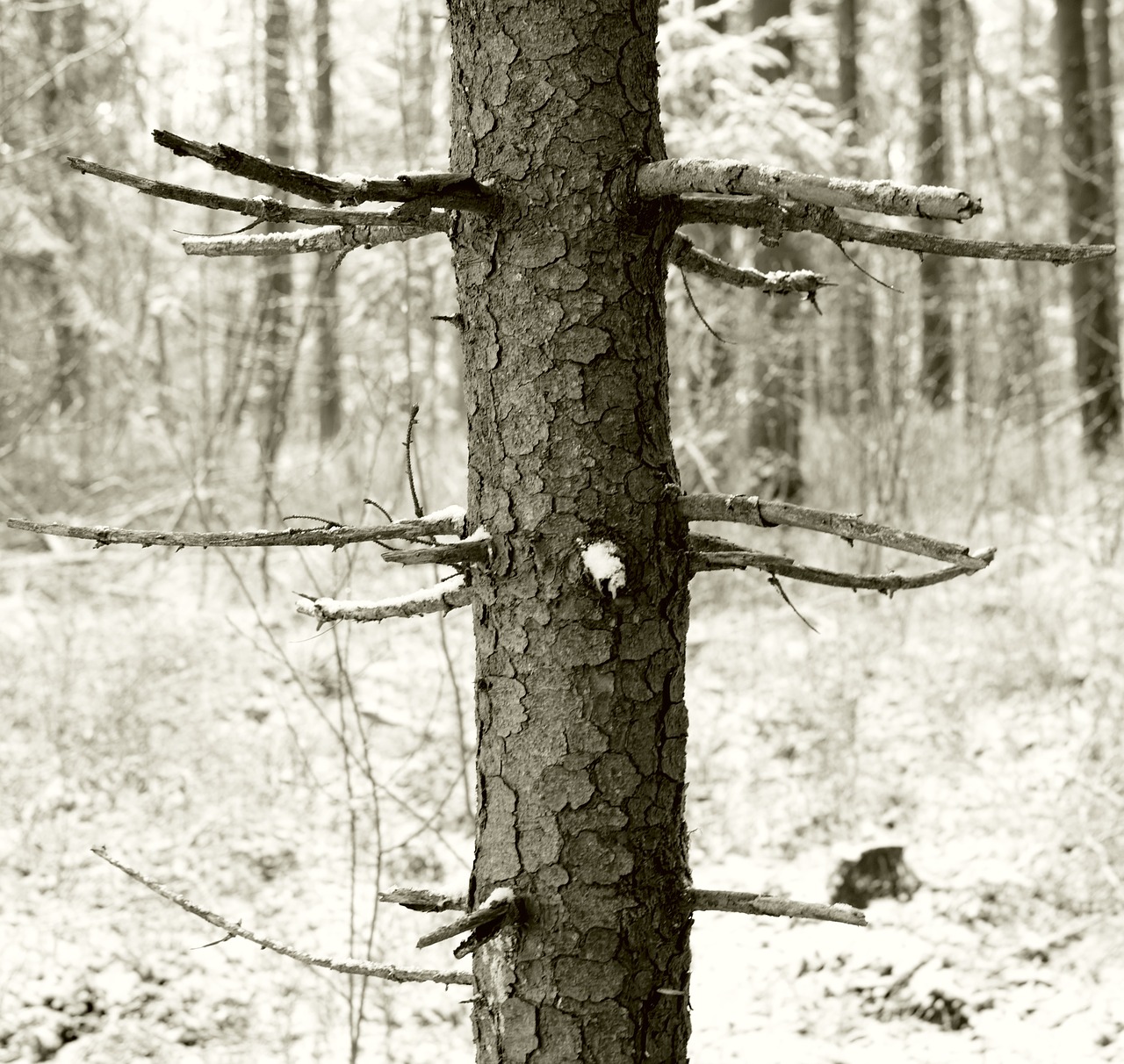 tree waldsterben ecological balance free photo