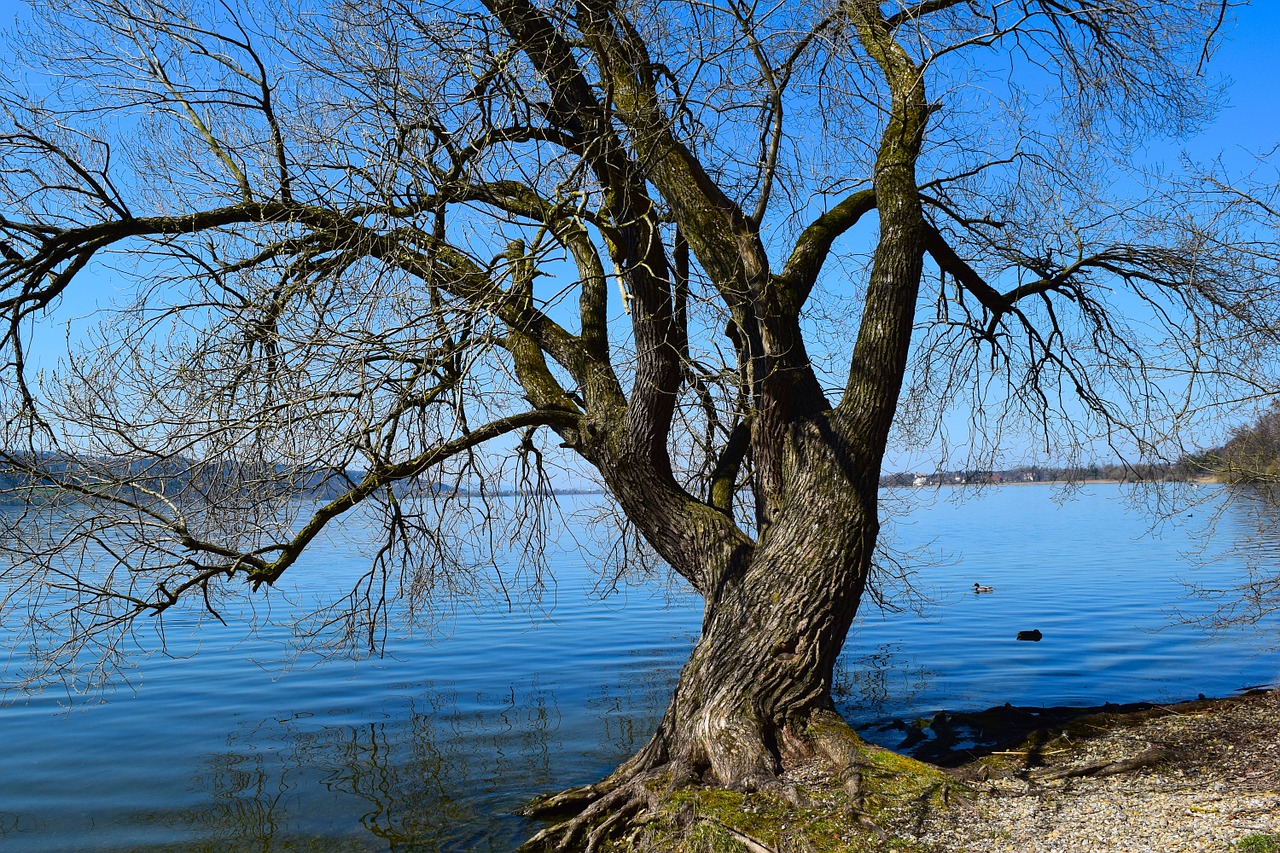 tree lake river landscape free photo