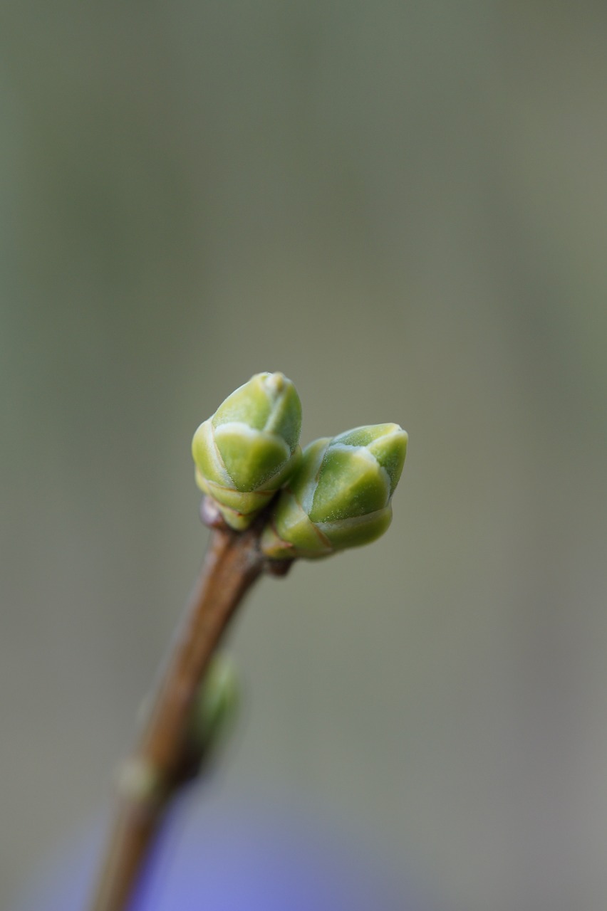 tree bud spring free photo