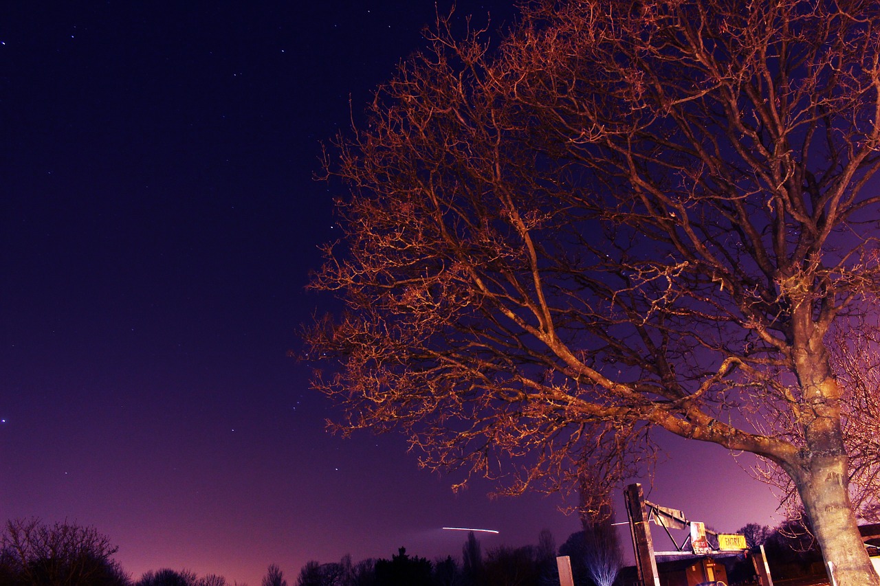 tree night stars free photo