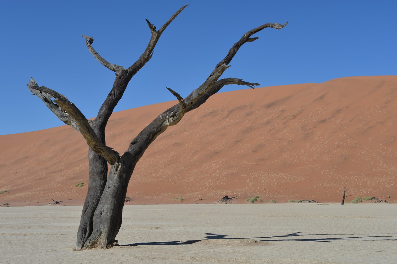 tree death desert free photo