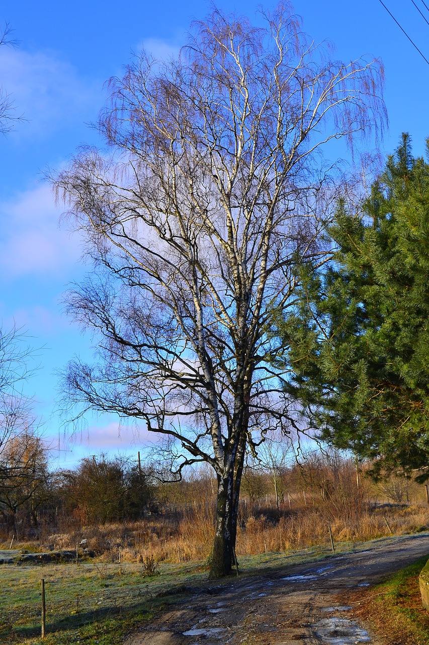 tree sky way free photo