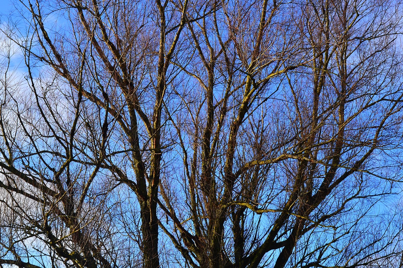 tree branches nature free photo