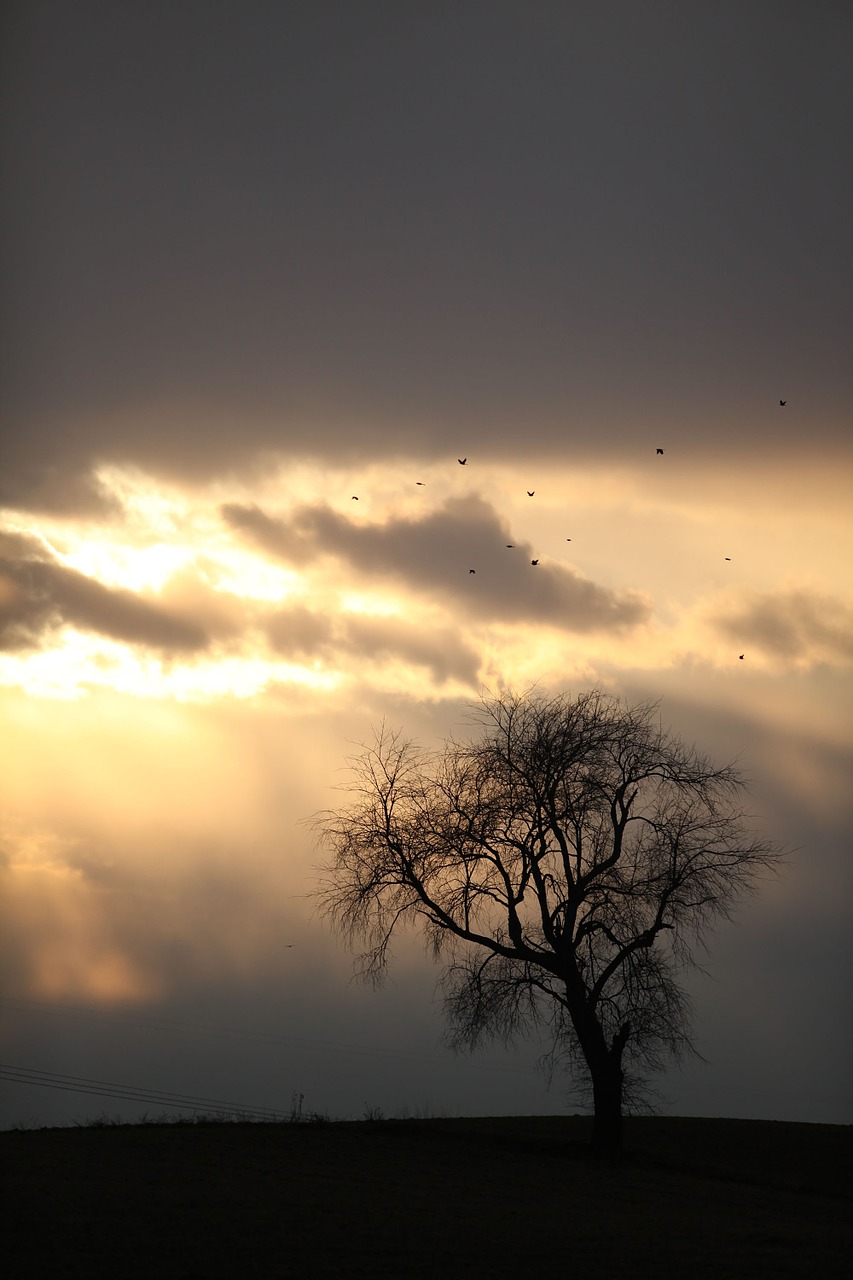 tree nature sky free photo