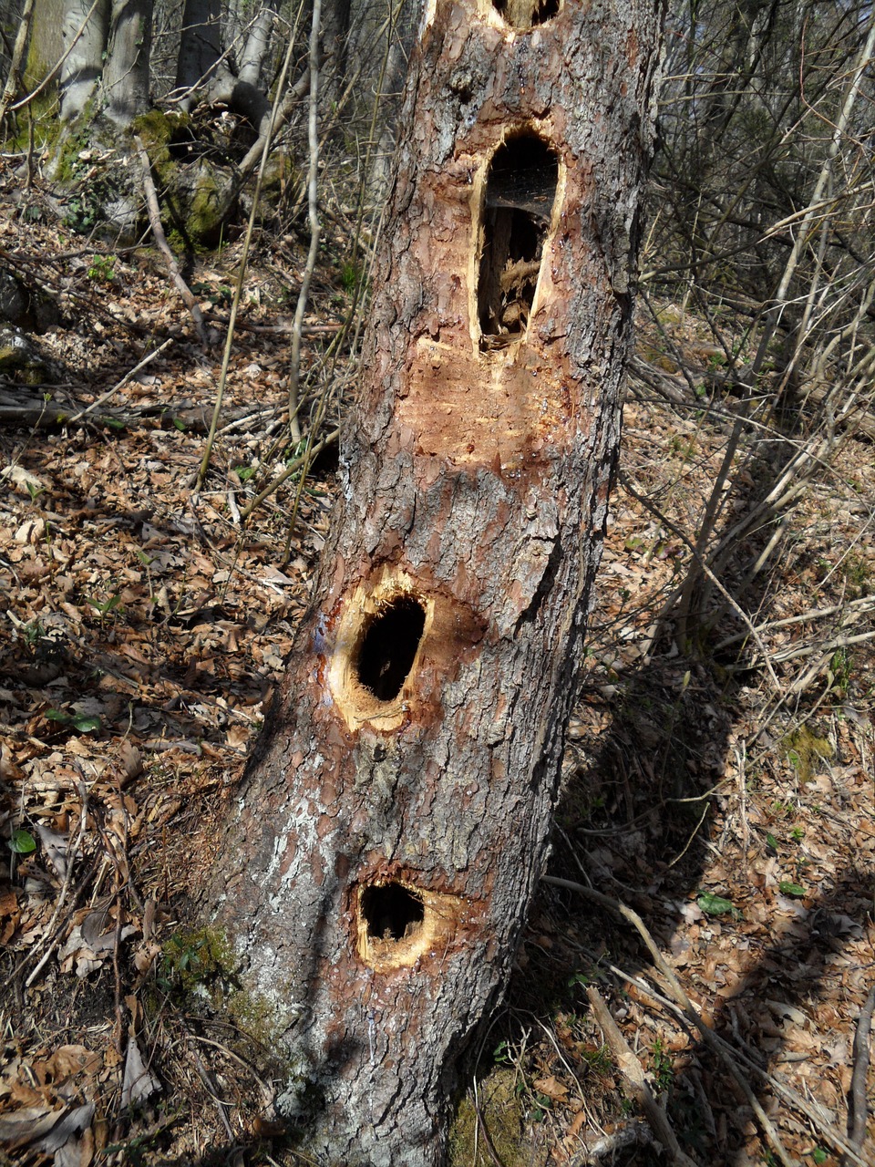 tree holes naure free photo