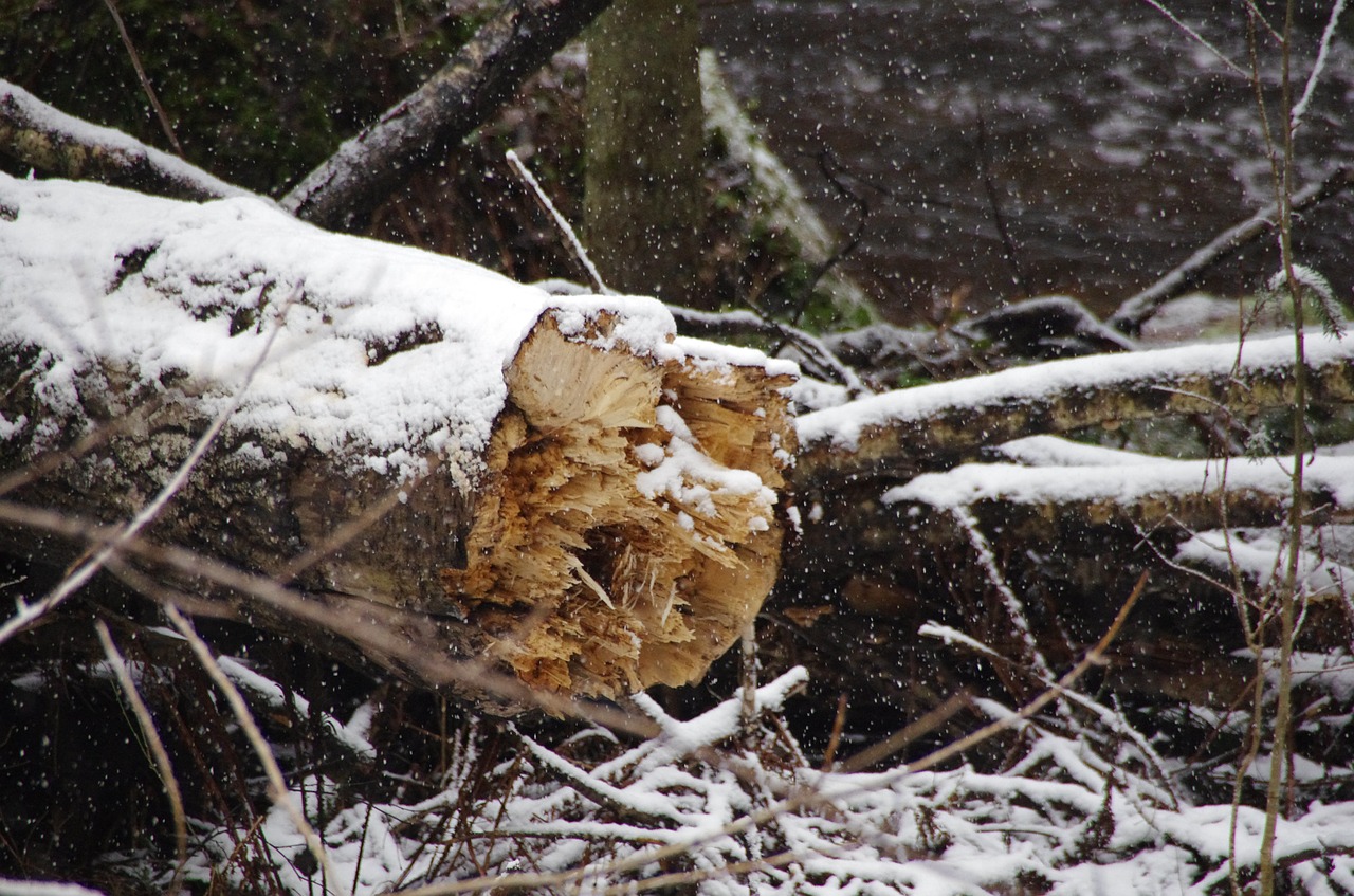 tree forest snowing free photo