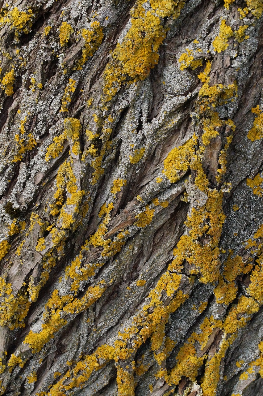 tree lichen wood free photo