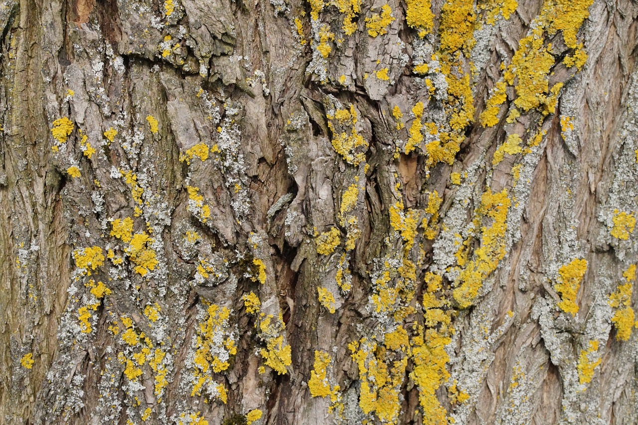 tree lichen wood free photo