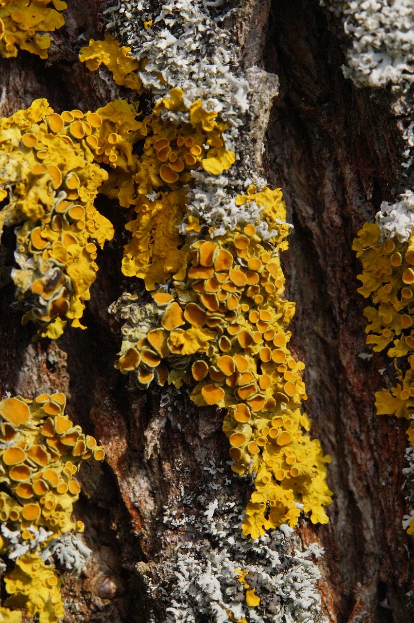 tree lichen wood free photo
