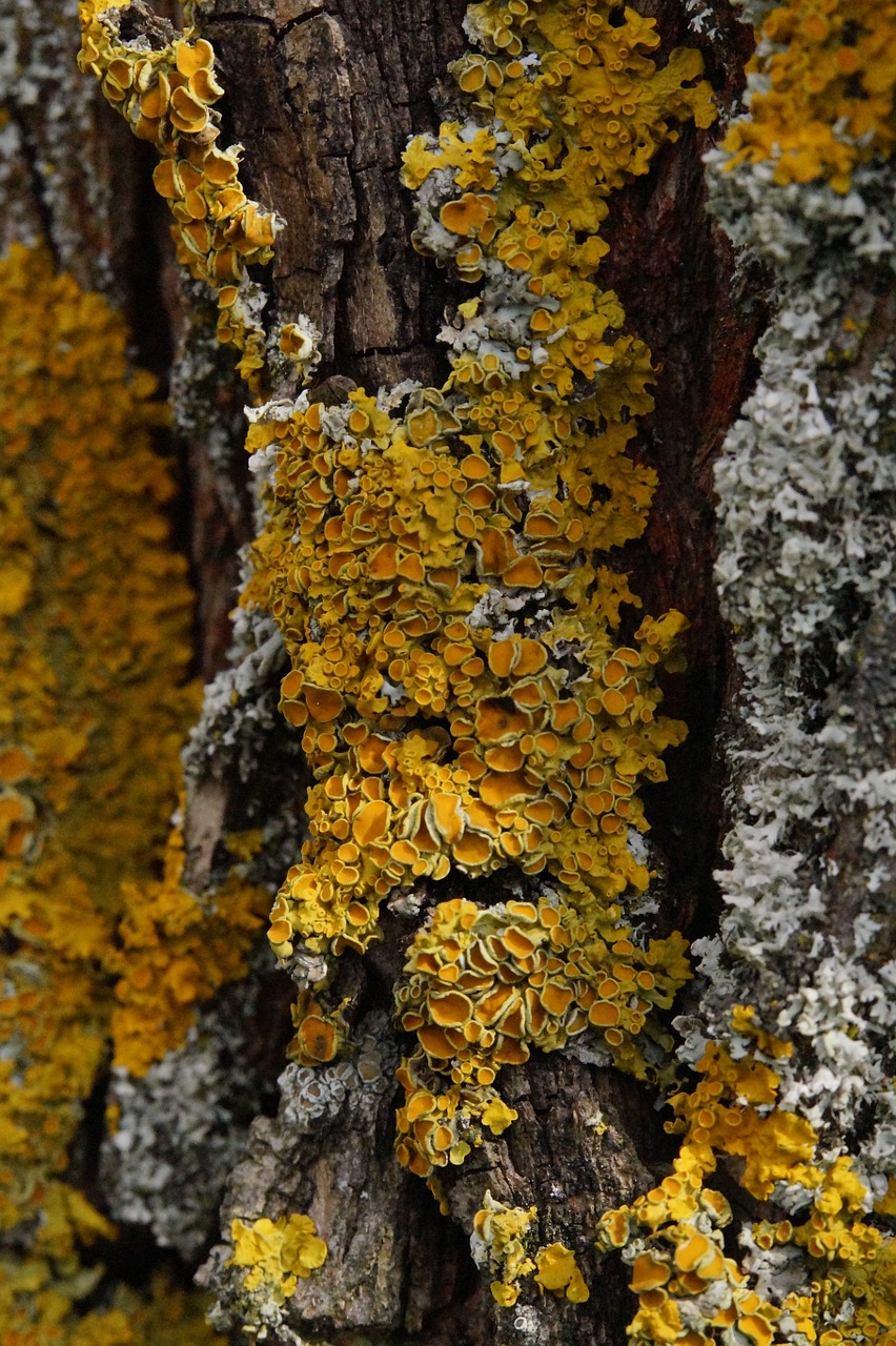 tree lichen wood free photo