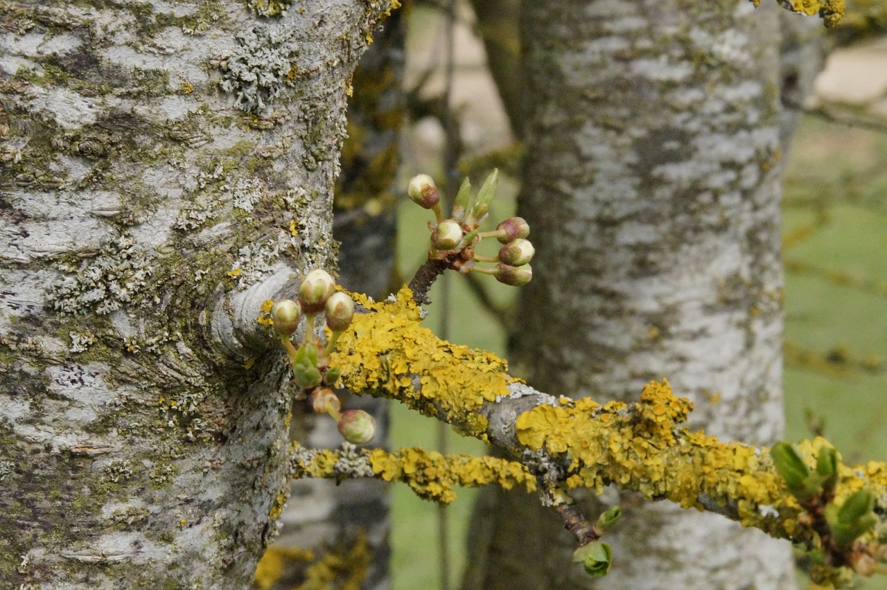 tree sprout knock out free photo