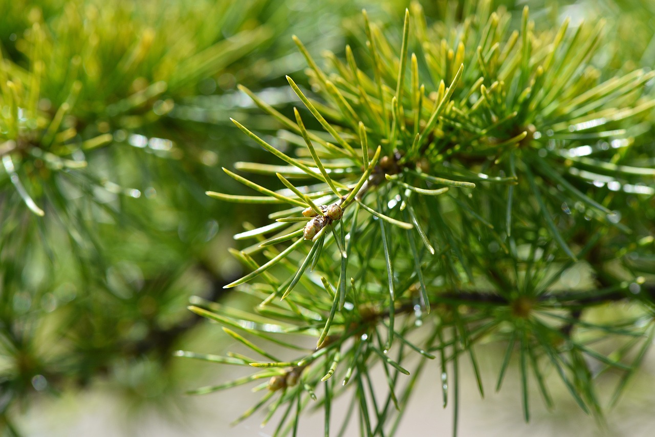 tree plant cedar free photo