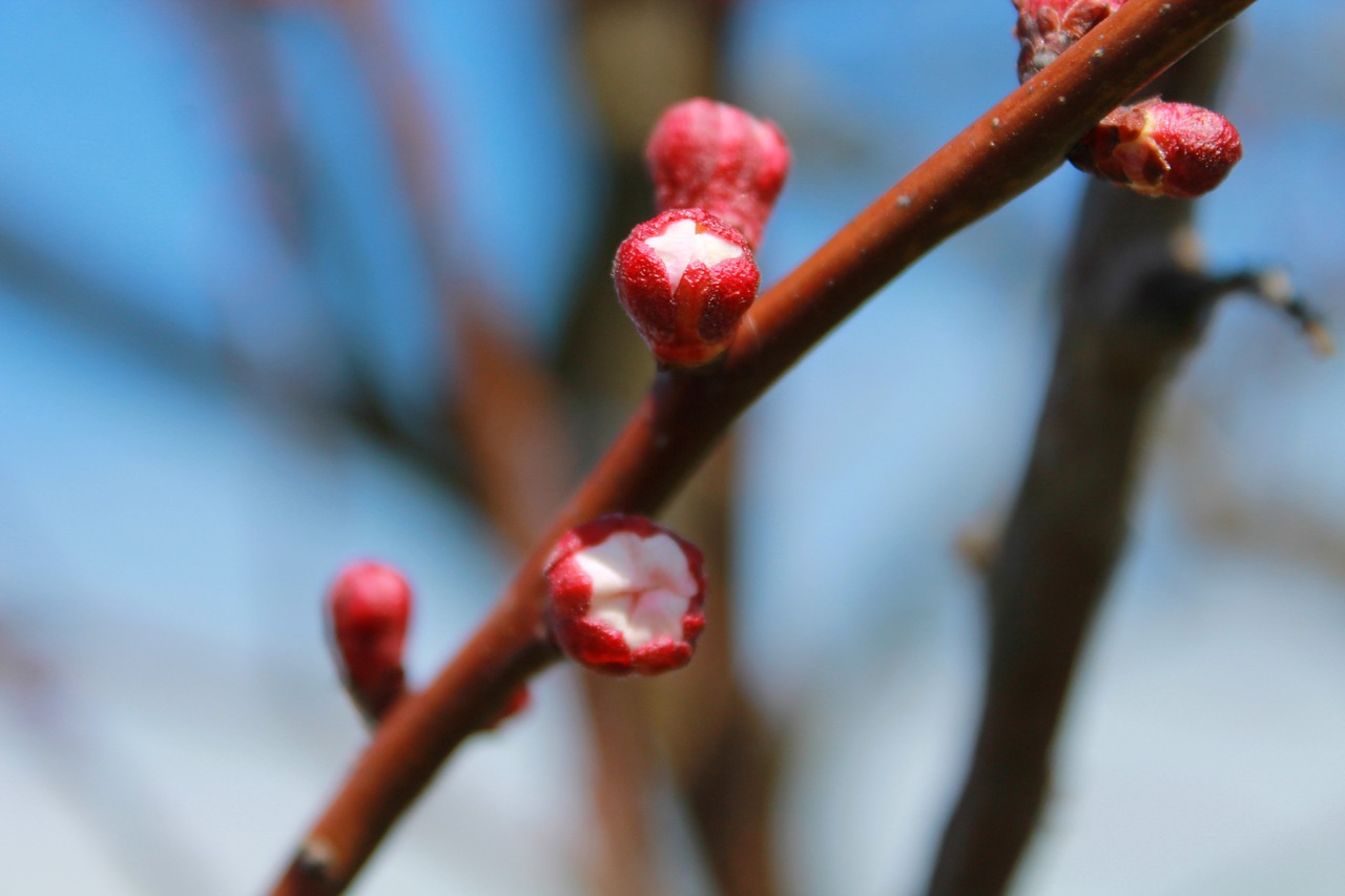 tree flower blossom free photo