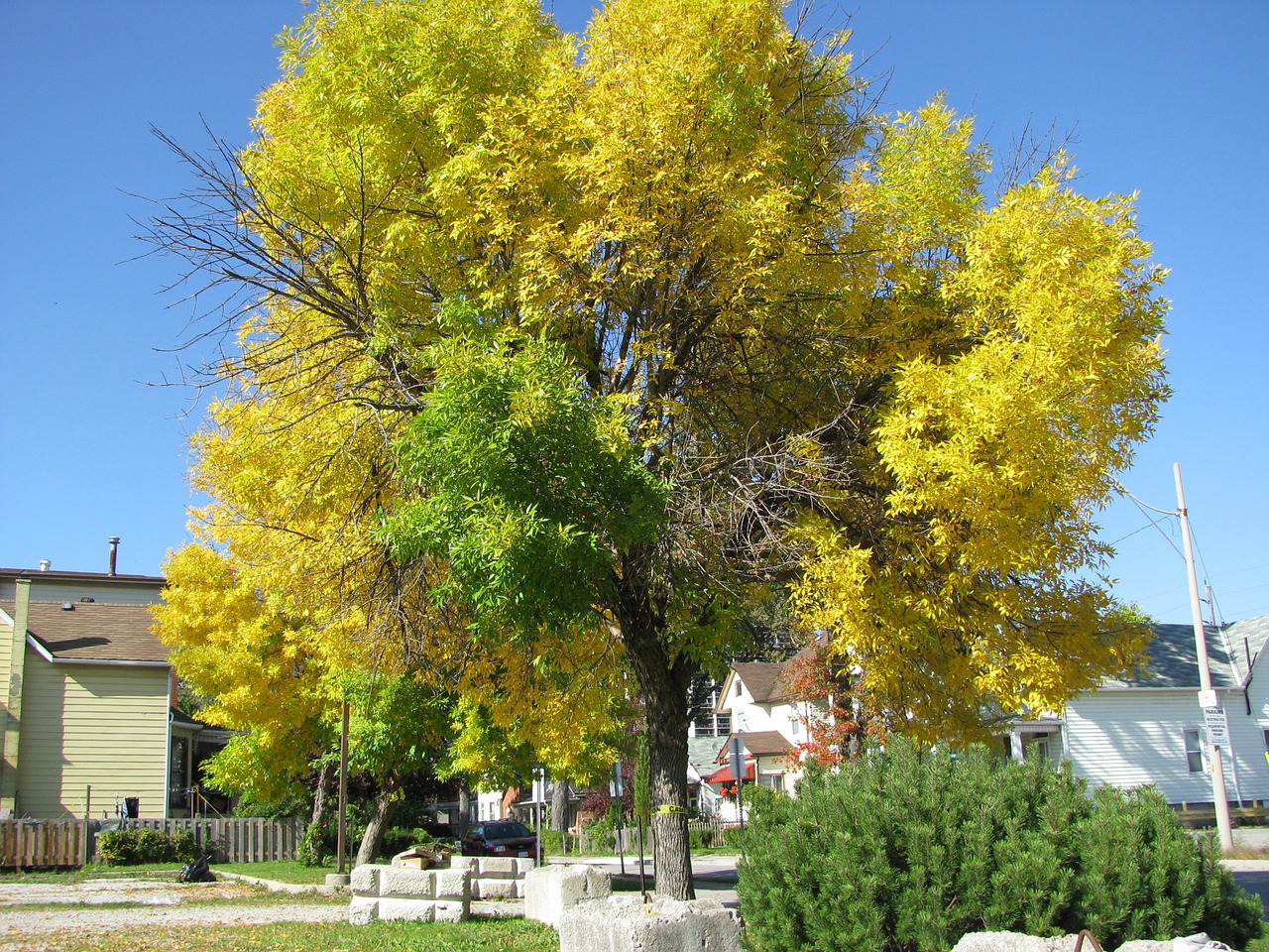 tree changing nature free photo