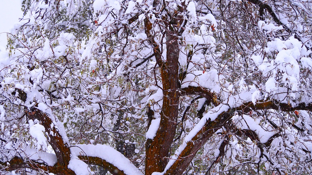 tree winter snow free photo