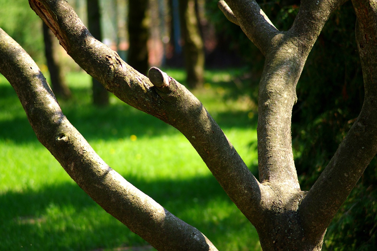 tree grass green free photo