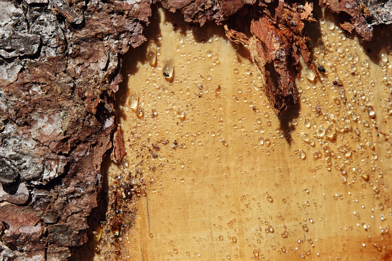 tree bark resin free photo