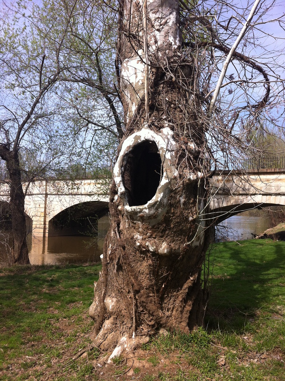 tree hollow hole free photo