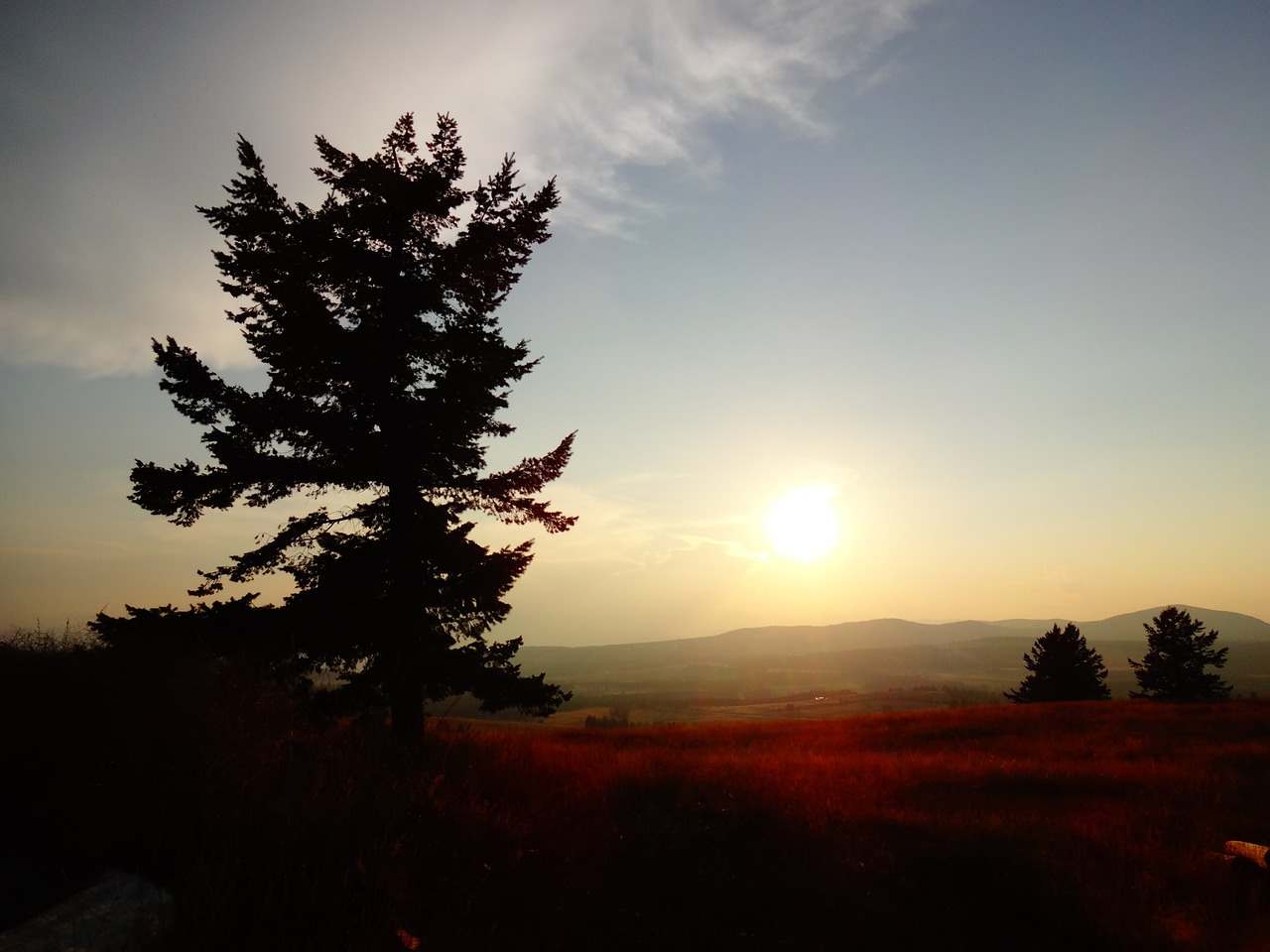 tree nature sunset free photo