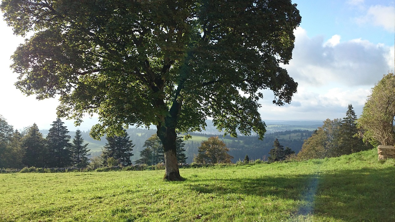 tree sun nature free photo