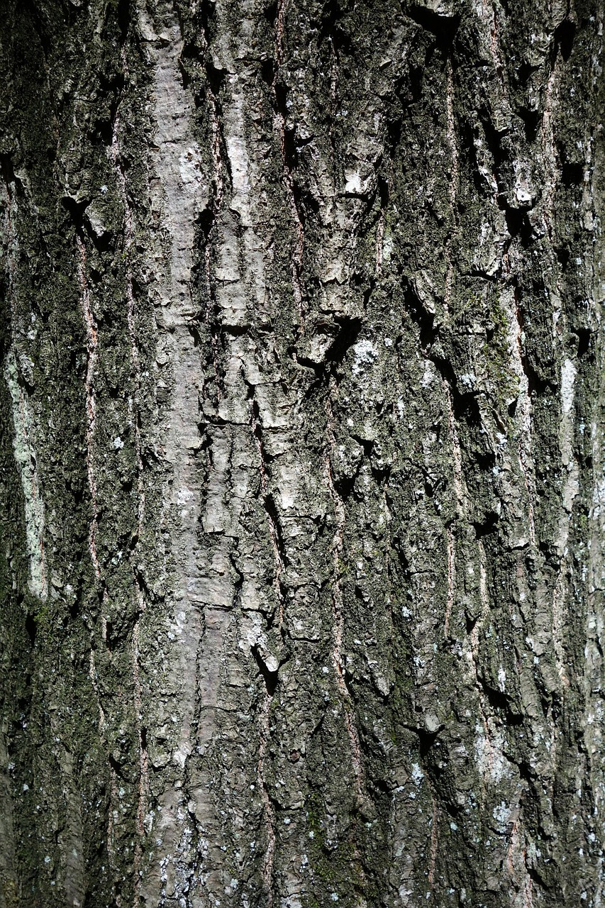 tree bark nature free photo