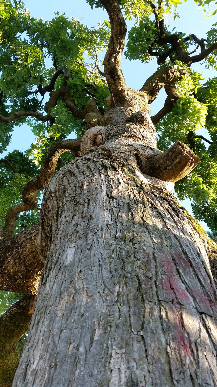 tree nature wood free photo