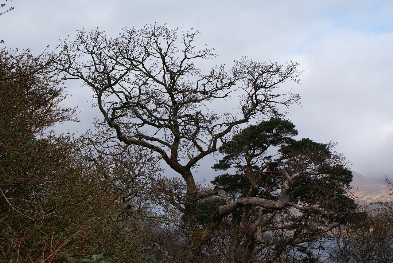 tree nature sky free photo