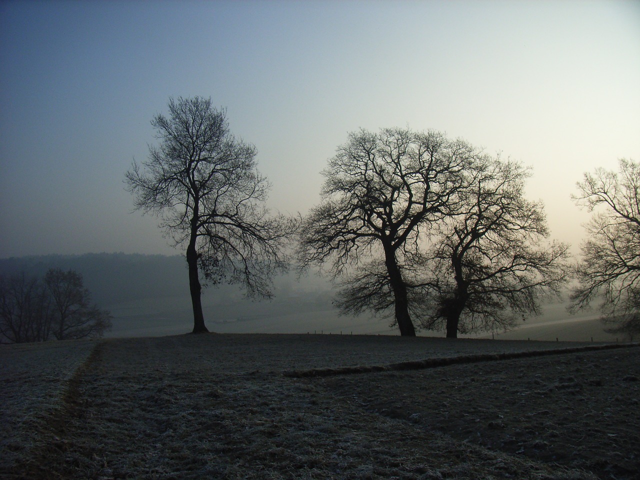 tree fog sun free photo