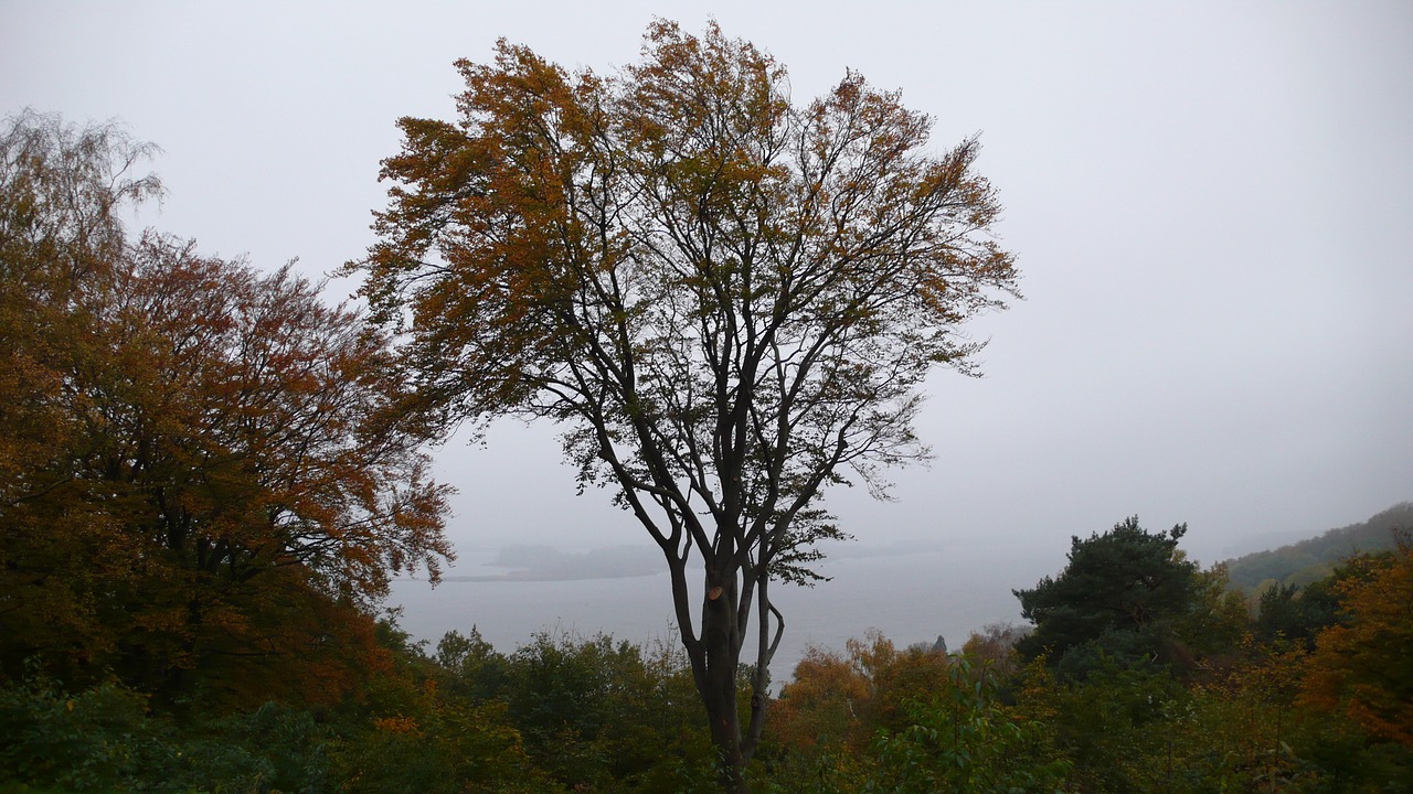 tree sky autumn