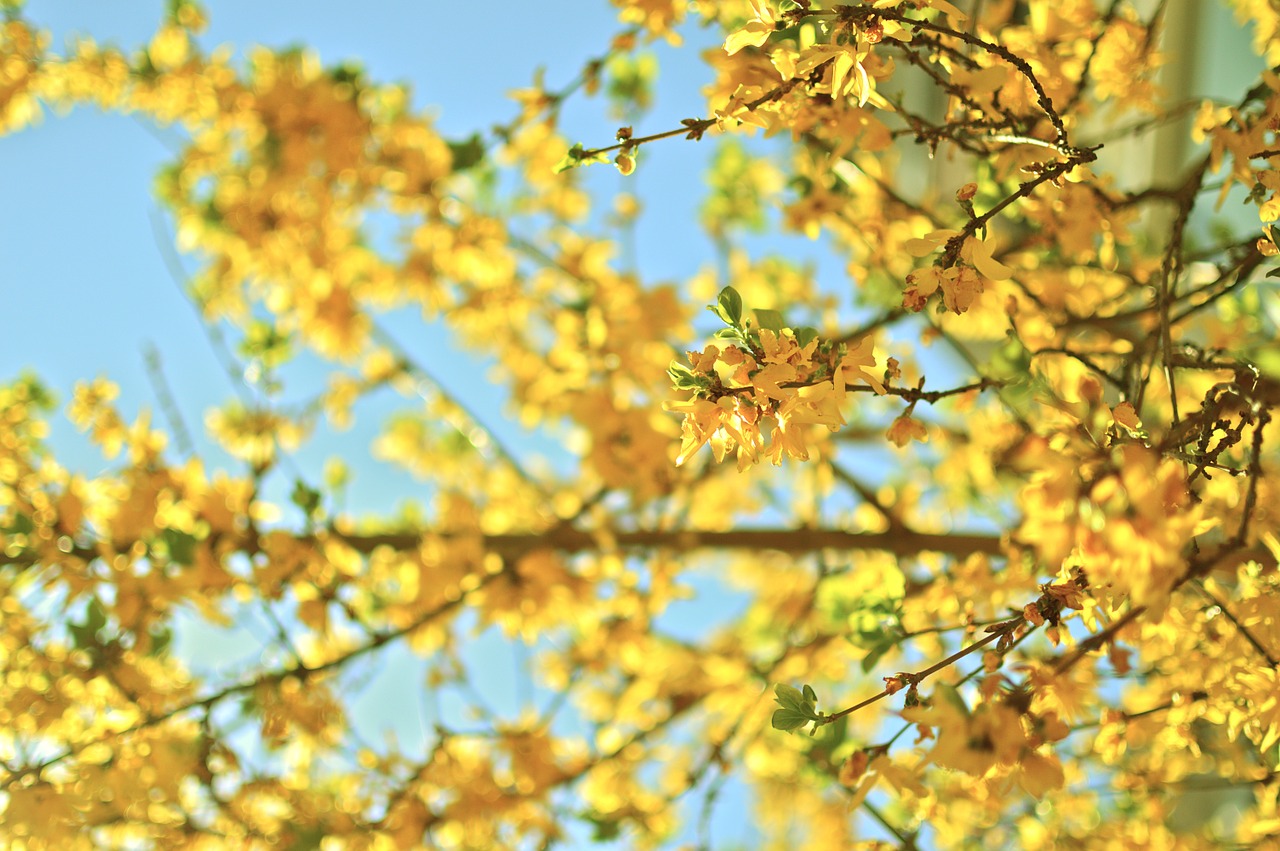 tree yellow nature free photo