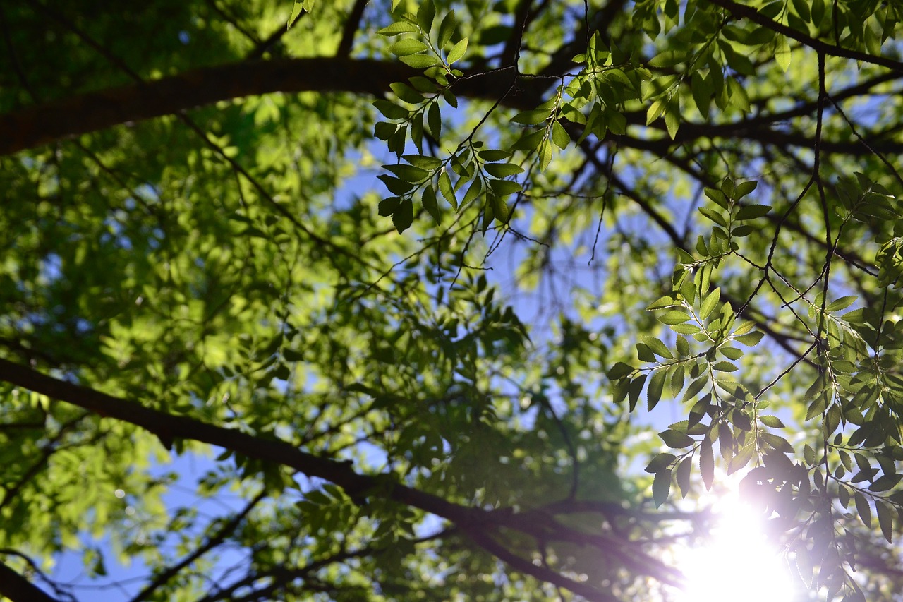 tree branches green free photo