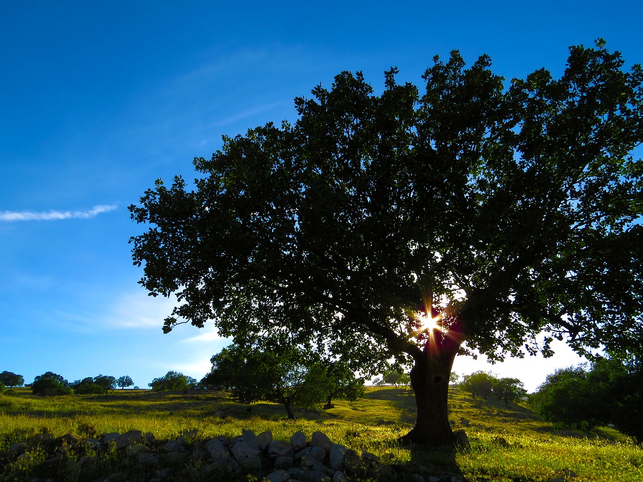 tree meadow sky free photo