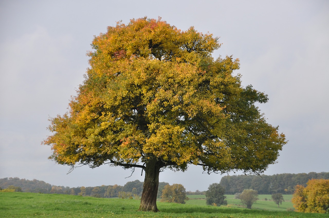 tree majestic autumn landscape free photo